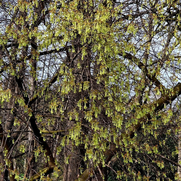 Acer saccharum tree