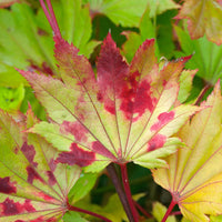 'Aureum' Golden Full Moon Maple in autumn