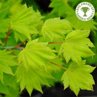 Acer shirasawanum 'Aureum' tree