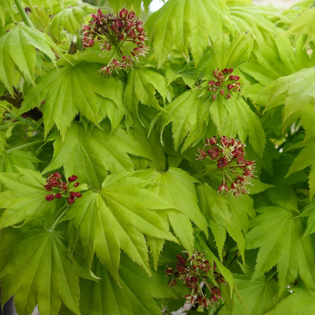 Acer shirasawanum 'Aureum' in flower