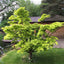 Mature Acer shirasawanum 'Aureum' tree