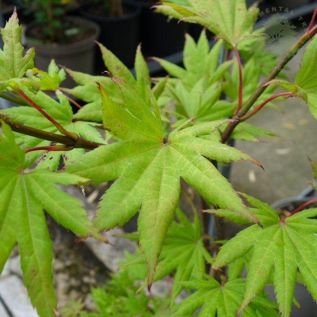 Acer Shirasawanum Autumn Moon foliage