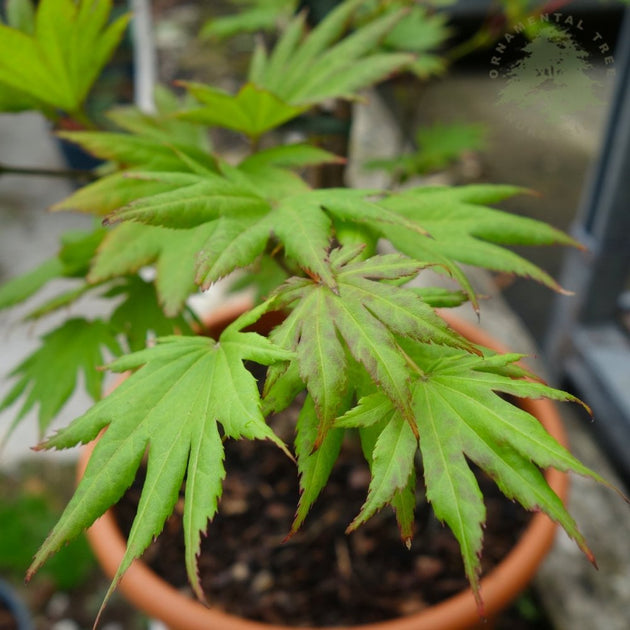 Acer Shirasawanum Autumn Moon foliage