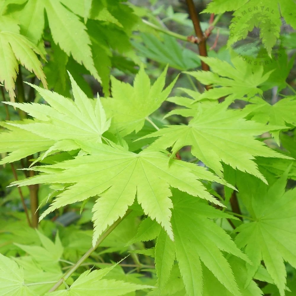 Acer shirasawanum 'Jordan' Maple