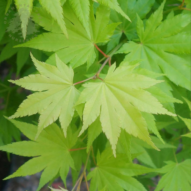 Acer shirasawanum 'Jordan'