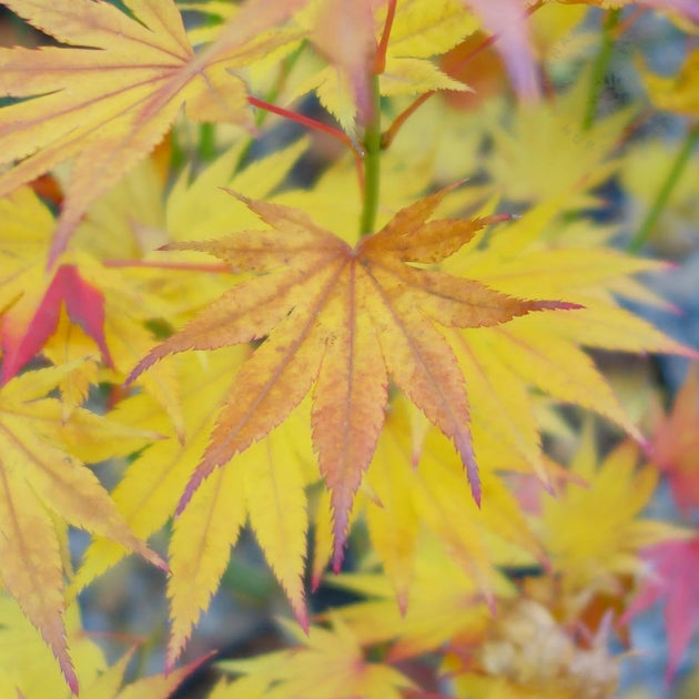 Acer shirasawanum 'Jordan' Full Moon Maple