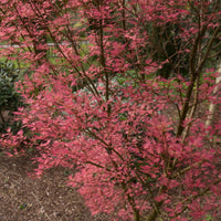 Acer palmatum Wilsons Pink Dwarf Japanese Maple