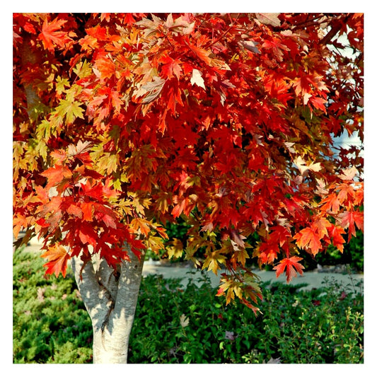 Acer x freemanii 'Autumn Blaze' Maple tree