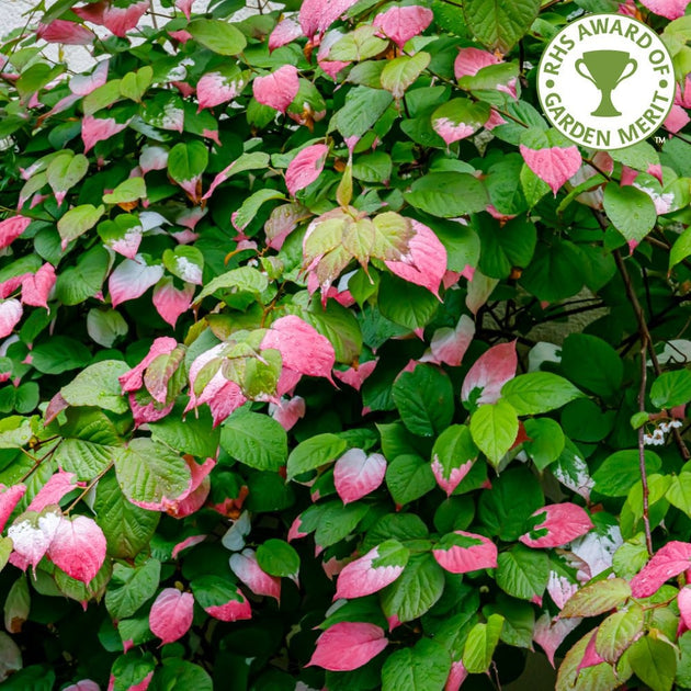 Variegated Kiwi Vine