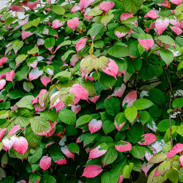 Variegated Kiwi Vine foliage