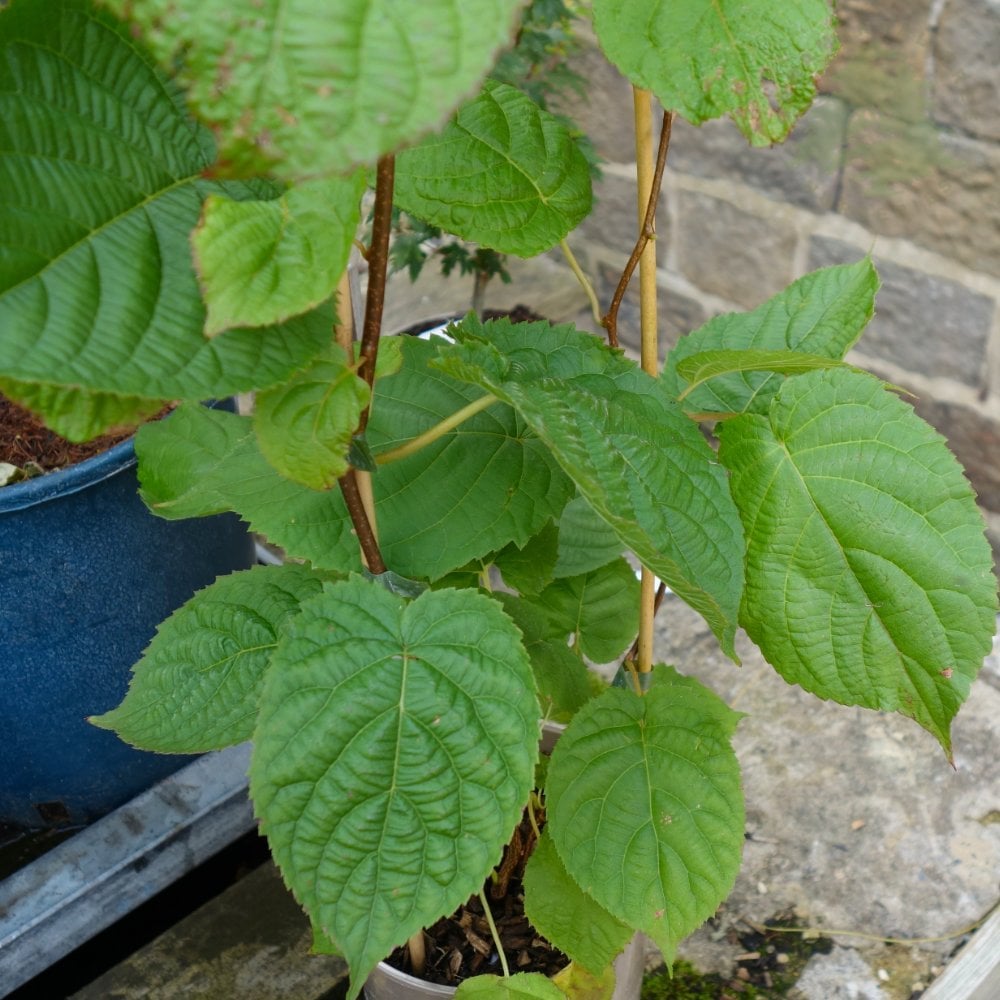 Actinidia kolomikta foliage