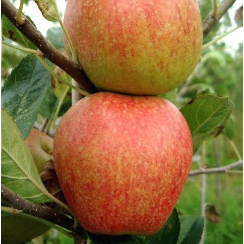 Adams Pearmain Apple  tree