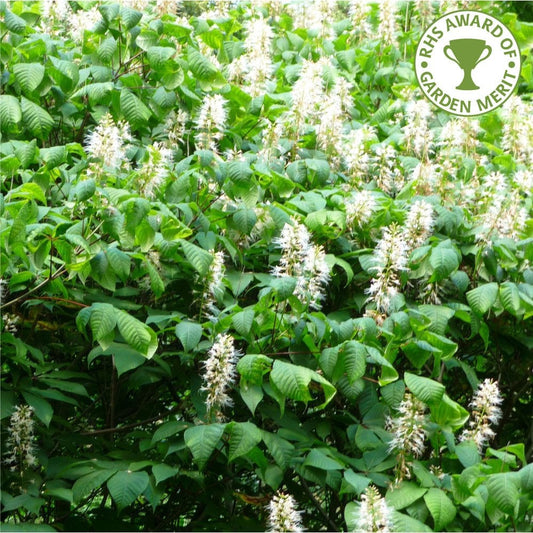 Aesculus hippocastanum Horse Chestnut Tree