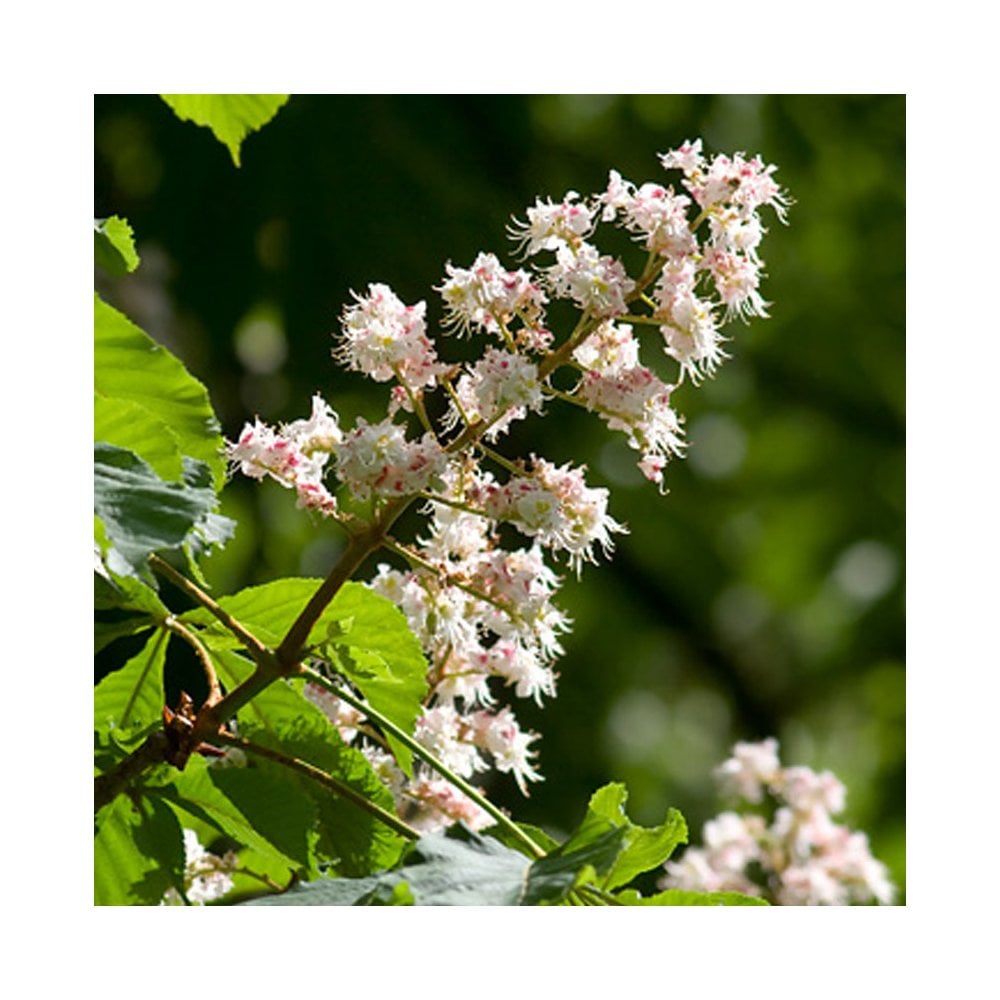 Aesculus hippocastanum flowering Horse Chestnut