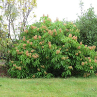 Aesculus x mutabilis 'Induta' Horse Chestnut