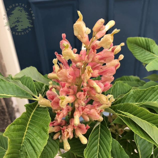 Induta Dwarf Horse Chestnut flowers