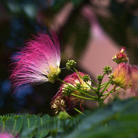 Albizia julibrissen Ombrella Silk tree flower