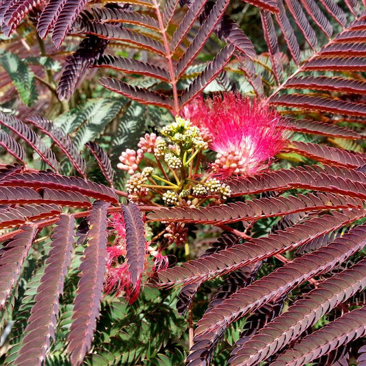 Albizia julibrissin Evey's Pride Silk tree