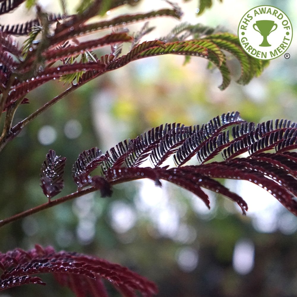 Albizia julibrissin 'Summer Chocolate' Silk tree