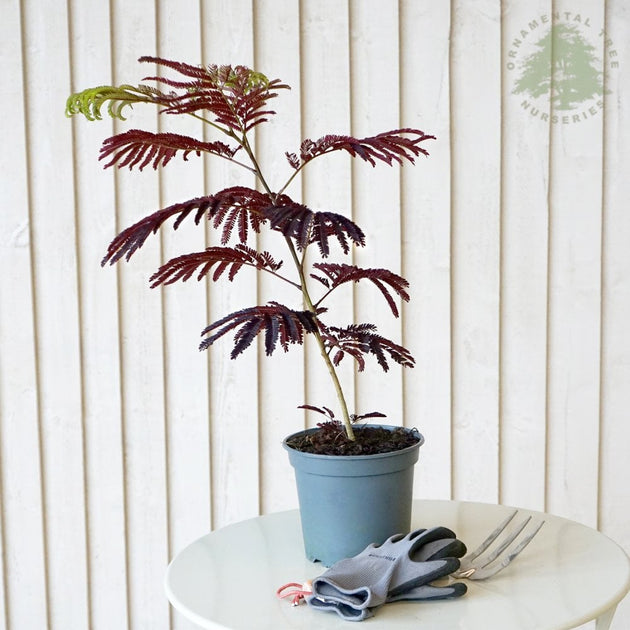 Albizia julibrissin 'Summer Chocolate' in pot