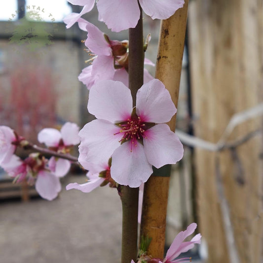 Almond Ingrid tree in flower