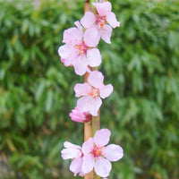 Robijn Almond tree