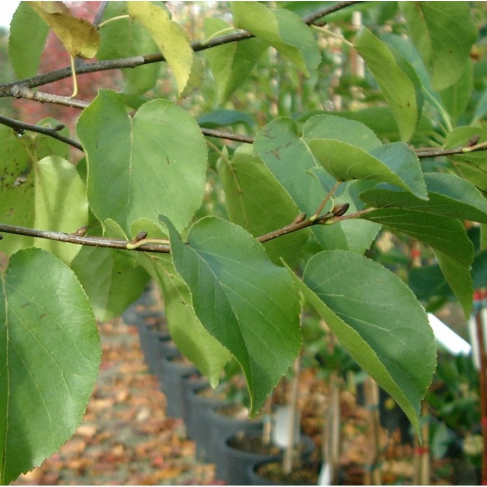 Alnus cordata leaves