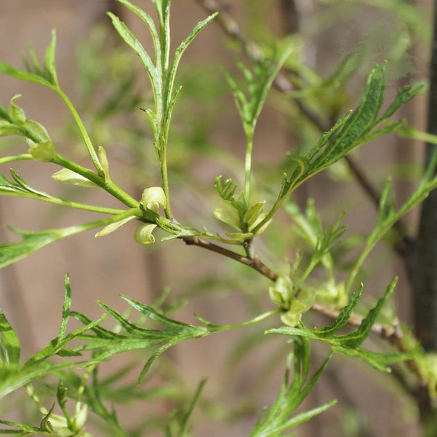 Cut Leaved Alder foliage on 'Imperialis'