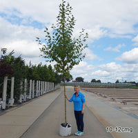 Mature Golden Alder 'Aurea' tree