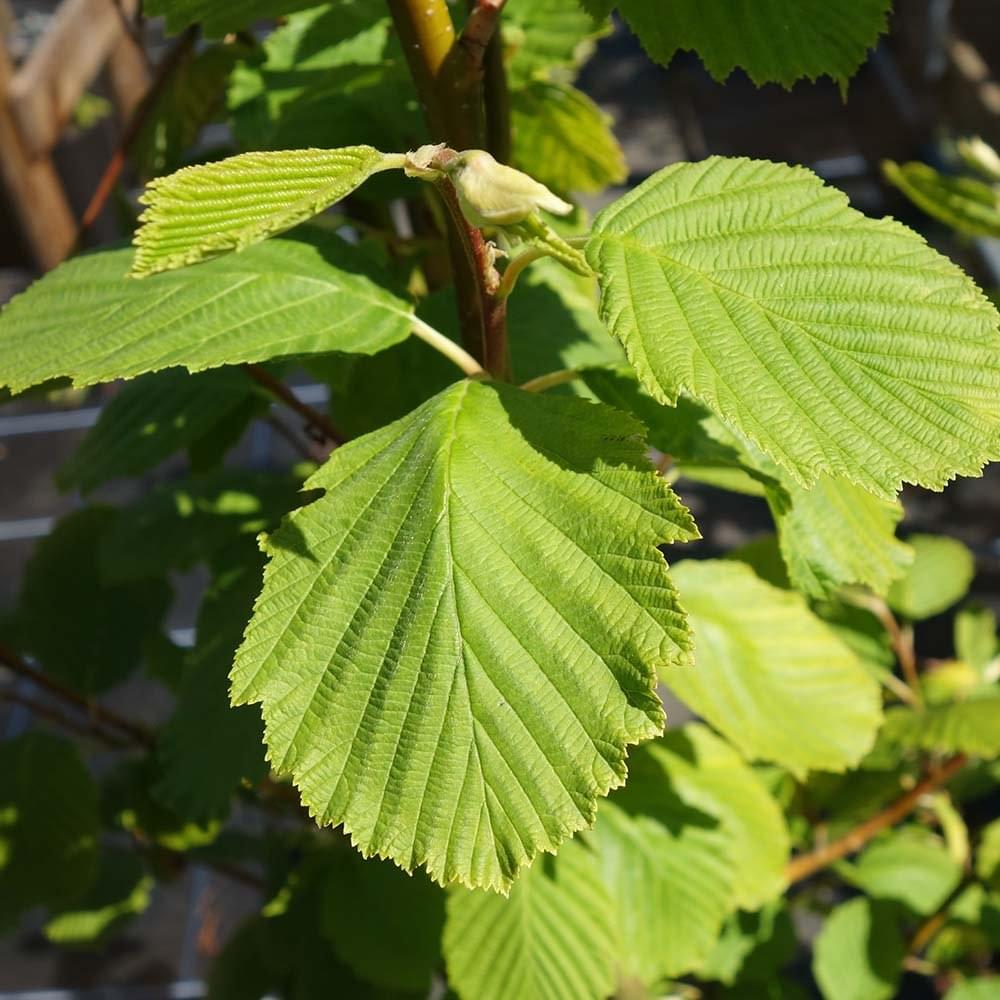 Golden foliage on Alnus incana 'Aurea'