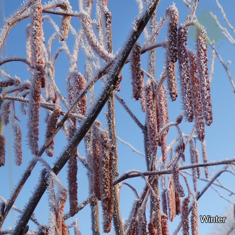 Alnus incana 'Aurea' pink catkins with frost on