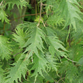 Alnus glutinosa 'Laciniata' Alder tree