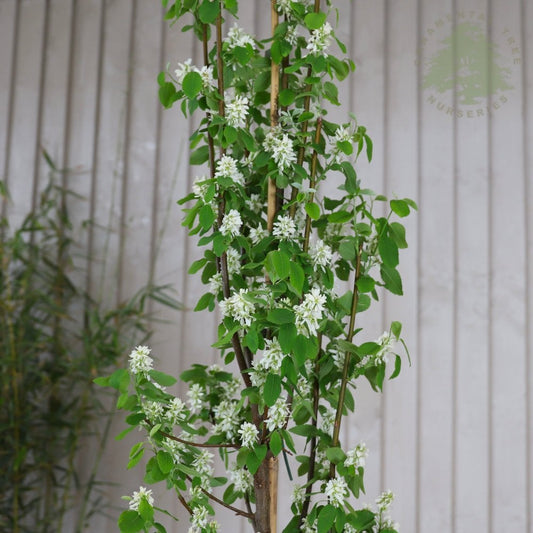 Amelanchier alnifolia 'Obelisk' Tree