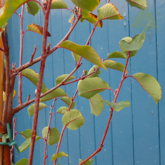 Amelanchier Smokey foliage