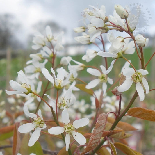 Amelanchier canadensis