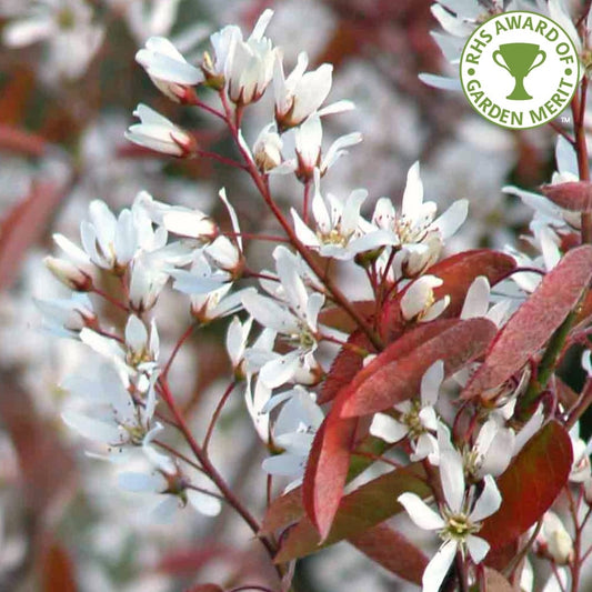 Amelanchier 'La Paloma' tree