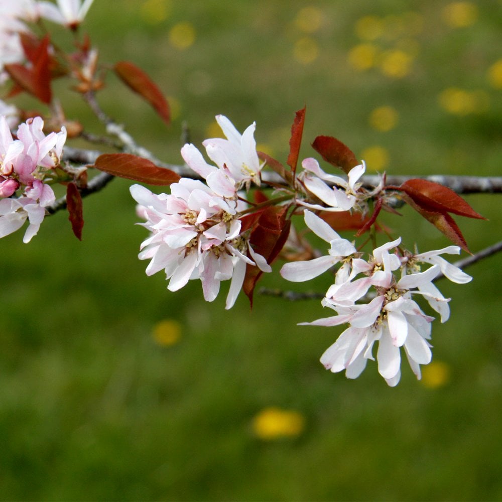 Amelanchier laevis 'RJ Hilton'