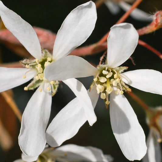 Amelanchier laevis 'Snowflakes' tree