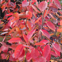 Amelanchier lamarckii autumn foliage