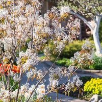 Amelanchier lamarckii Snowy Mespilus tree in flower