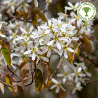 Amelanchier lamarckii