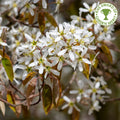 Amelanchier lamarckii