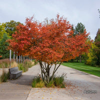 Amelanchier lamarckii multistem in autumn