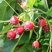 Amelanchier lamarckii berries