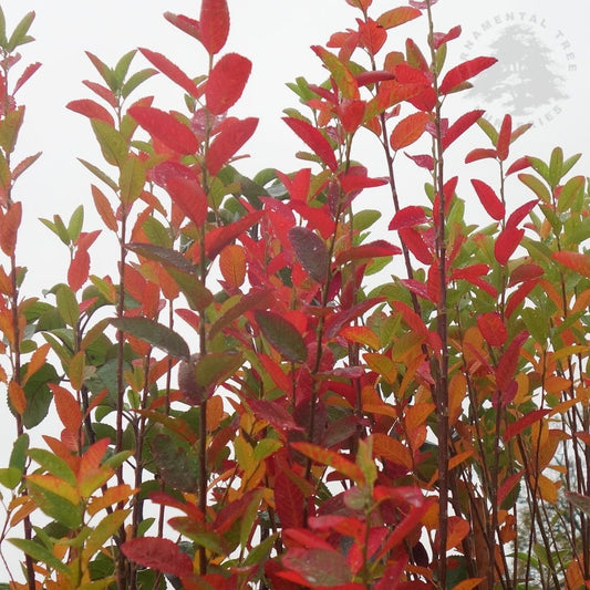 Amelanchier 'Rainbow Pillar'