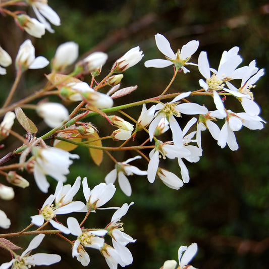 Amelanchier x grandiflora 'Autumn Brilliance' tree