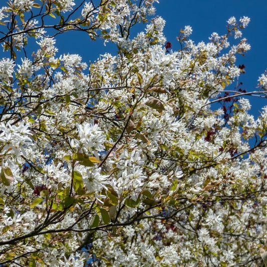 Amelanchier 'Ballerina' tree