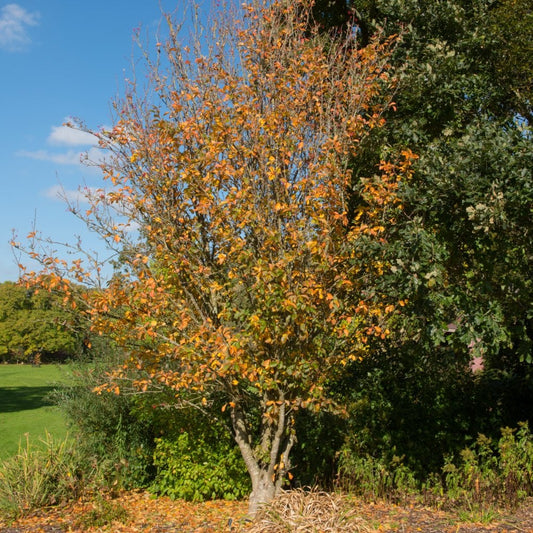 Amelanchier x grandiflora 'Ballerina' tree in autumn