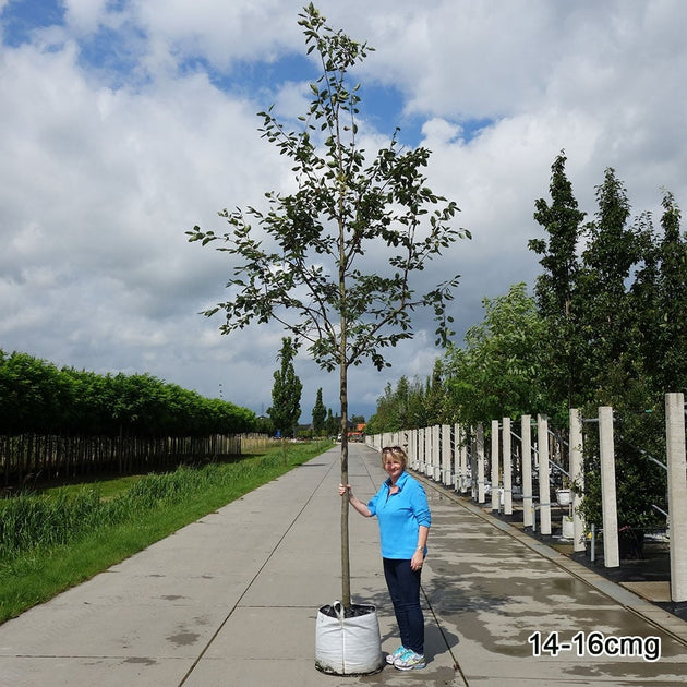 Mature Amelanchier 'Robin Hill' tree