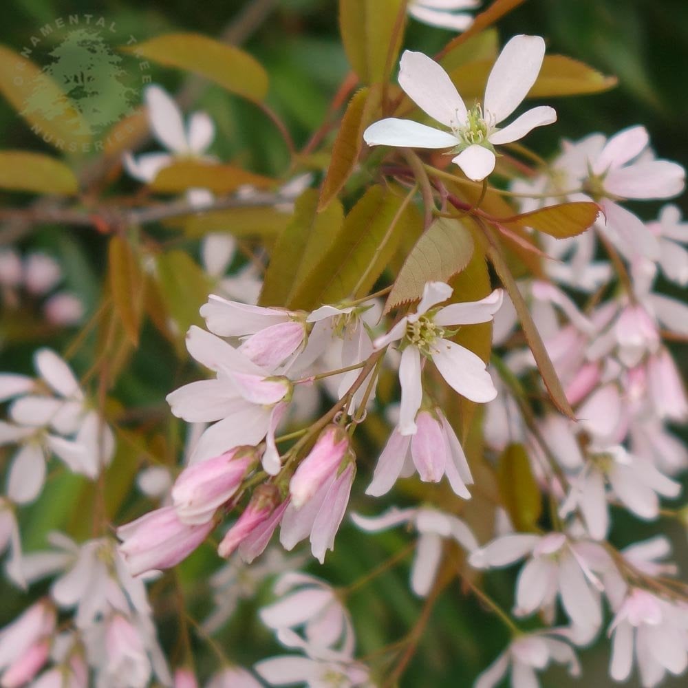 Pink flowers on Amelanchier x grandiflora 'Robin Hill'